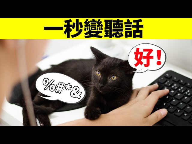 6個讓貓乖乖聽話的辦法,養貓的你不能不知道!
